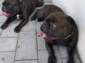 04.08.2026 Cichawy S