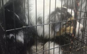 1.11.2025 r. 1905 Roku S