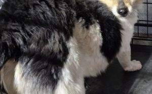 11.04.2026 r. Szydlowiecka S