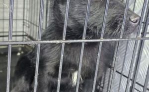 15.01.2026 r. Lipskiego S