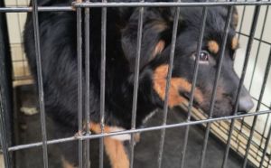 15.04.2026 r. Gorna S