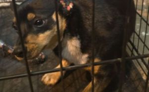 17.02.2026 r.Radomskiego S