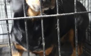 18.12.2025 r. Jozefowska S