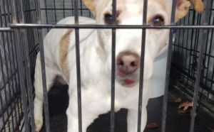 19.11.2025 r. Szklana L