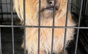 20.02.2026 r. Dzymaly S