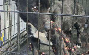 21.03.2026 r. Warszawska S