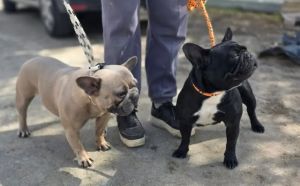 21.04.2026 r. Grzecznarowskiego S