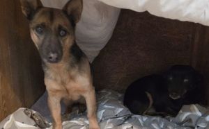 23.01.2026 r. Witosa S