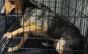 26.05.2025 r. Wojtowska S