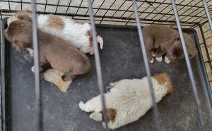 28.03.2026 r. Klonowa S