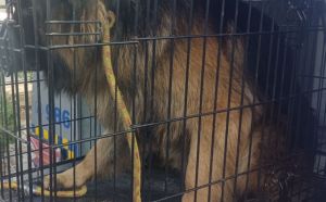 28.11.2025 r. Konopnicka S