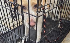 30.03.2026 r. Golebiowska S