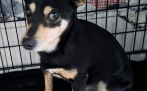 4.01.2026 r. Witosa S