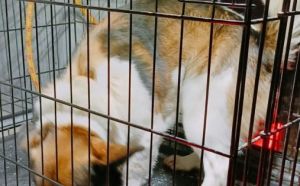 4.02.2026 r. Wodociagowa S