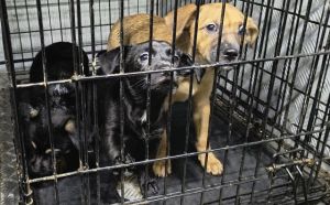 6.02.2026 r. Grzybowska S