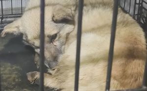 9.12.2025 r. Walowa S